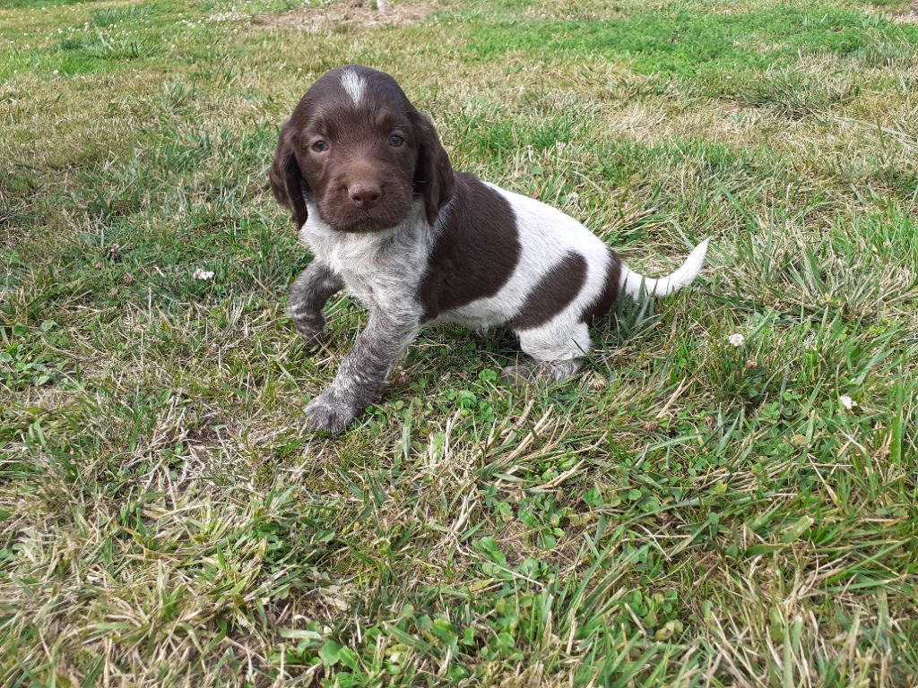 Du Gue De La Lieure - Chiots disponibles - Petit Epagneul de Münster