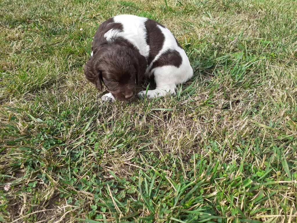 Du Gue De La Lieure - Chiots disponibles - Petit Epagneul de Münster